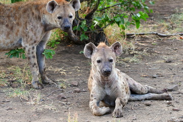 from life spotted hyaenas,Kruger national park in South Africa