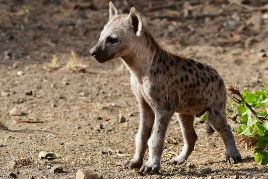 cute young cub of spotted hyaena,South Africa