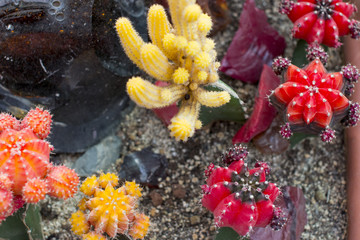 blooming tropical cacti. Wildlife.