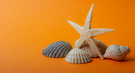 Fond coquillages et étoile de mer sur fond orange pour les vacances