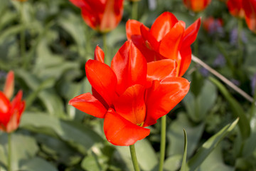 red tulips in the garden. Nature.