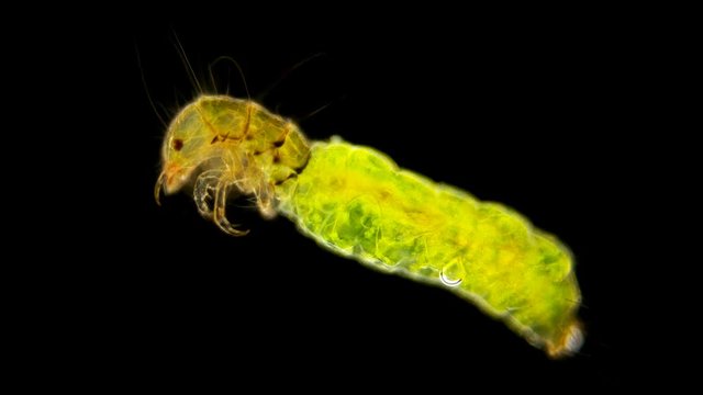 Trichoptera larvae under the microscope,here so the larva looks without a protective house, later the larva will turn into a moth