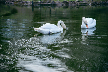 couple swans at lake close up