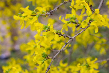 Forsythia European. shrub with yellow flowers.