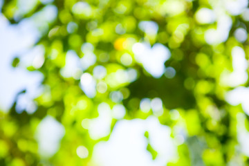 Green leaves blurred summer tropical background with bokeh effect. Copy space.