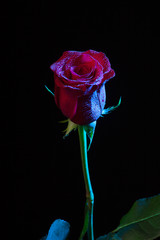 Bonitas rosas
