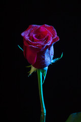 Bonitas rosas