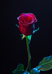 Bonitas rosas