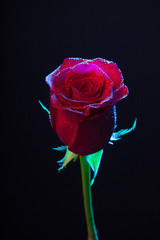 Bonitas rosas