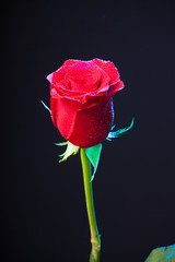 Bonitas rosas