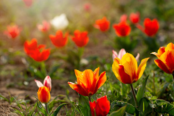 Group of colorful tulip. Purple flower tulip lit by sunlight. Soft selective focus, tulip close up, toning. Bright colorful tulip photo background
