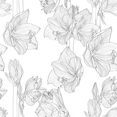 Hippeastrum lilly blooming flowers seamless pattern. Black line flowers on white background. 