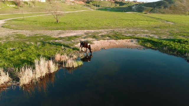 Cow drinking water from river and reflection in shoreline. Aerial view using drone of countryside