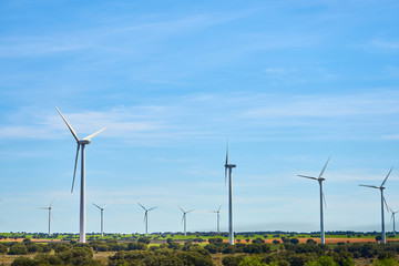 Landscape of windmills in spring with fields full of brown and green colors