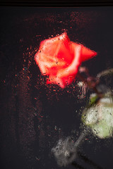 Rosa vista a través de un cristal lleno de gotas