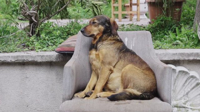 dog sitting outdoors