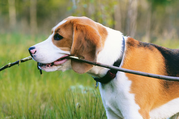 Cute eight month old beagle dog chewing twig outdoor