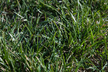 Vibrant green grass close up photo. Lush grass close up background.