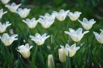 Obraz premium Magic tulips