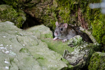 rat in the forest
