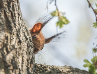 Eichhörnchen schaut neugierig um die Ecke