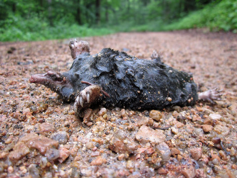 Dead mole on forest path in the forest