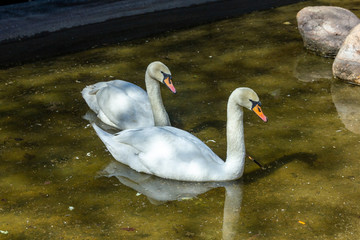 on a Sunny spring day two swans in the Park