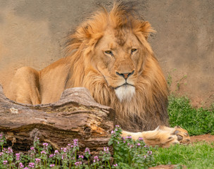 A male lion laying in the sun.