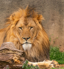 A male lion laying in the sun.