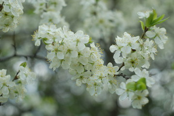 Blossoms