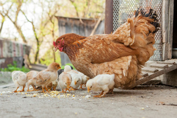 Close up yellow chicks on the floor , Beautiful yellow little chickens, Group of yellow chicks