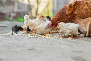 Close up yellow chicks on the floor , Beautiful yellow little chickens, Group of yellow chicks