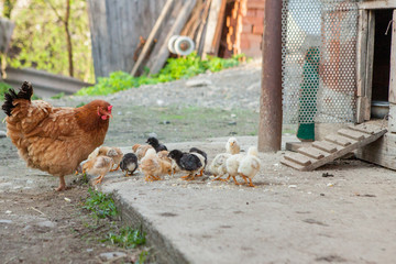 Close up yellow chicks on the floor , Beautiful yellow little chickens, Group of yellow chicks