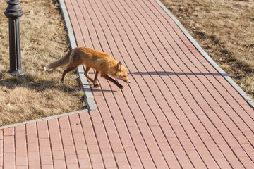 Red Fox Walking on the Sidewalk in the City.