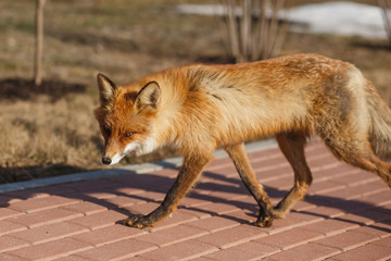 Red Fox Walking on the Sidewalk in the City.
