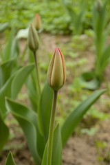 white tulip on green background