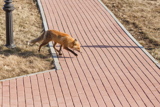 Red Fox Walking On The Sidewalk In The City.