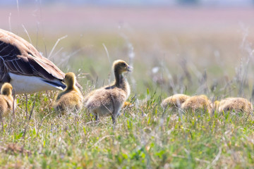 Goslings Goose Wild in the Midday Spring Sun