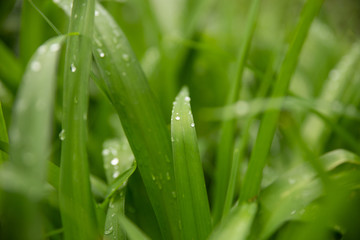 Fototapeta premium beautiful green leaves with drops of water after heavy rain