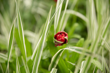 red tulip among green leaves