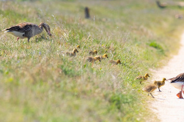 Goslings with Goose Wild Mother Walk Through the Meadow