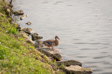The Nature Of Germany.Wild ducks in the Park by the pond