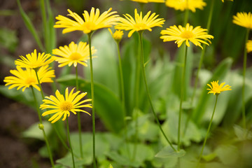 yellow flowers look like chamomile