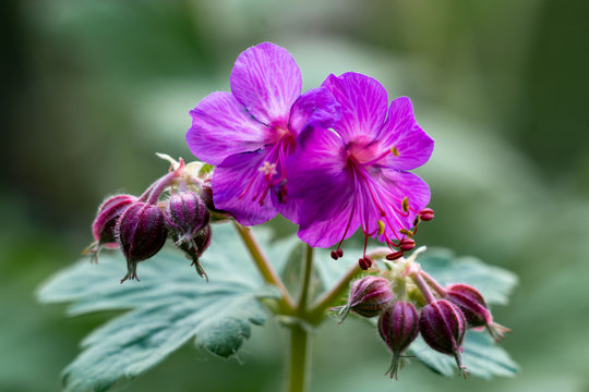 Makro Aufnahme zweier Bl&uuml;ten des lila Storchschnabel ( geranium ) 