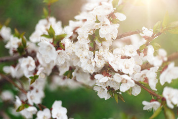 Beautiful nature background. Summer, spring concepts. Copy space. Branches of blossoming cherry in nature in the rays of the sunset warm sunlight with beautiful sparkling bokeh. Template for design