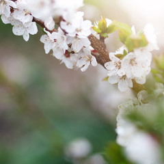Beautiful spring natural background. Branches of flowering apricot macro in the sun. Soft focus. Summer, spring concepts. Copy space. Template for design