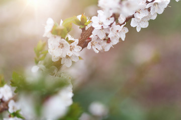 Beautiful nature background. Summer, spring concepts. Copy space. Branches of blossoming cherry in nature in the rays of the sunset warm sunlight with beautiful sparkling bokeh. Template for design
