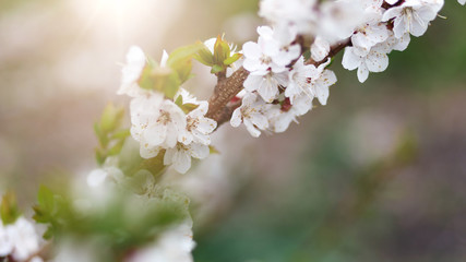 Beautiful natural background. Summer, spring concepts. Fresh cherry flowers in the gentle rays of the warm sun. Copy space. Template for design. Soft focus