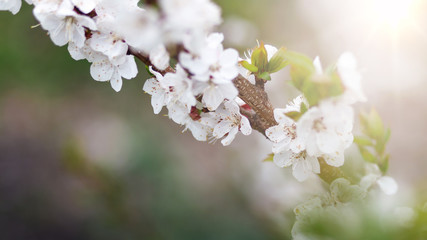 Beautiful nature background. Summer, spring concepts. Copy space. Branches of blossoming cherry in nature in the rays of the sunset warm sunlight with beautiful sparkling bokeh. Template for design