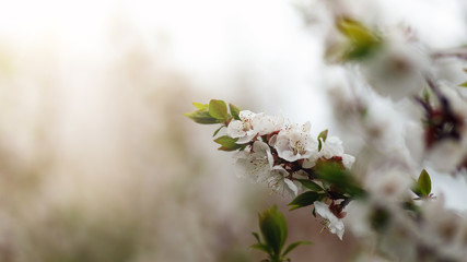 Beautiful nature background. Summer, spring concepts. Copy space. Branches of blossoming cherry in nature in the rays of the sunset warm sunlight with beautiful sparkling bokeh. Template for design